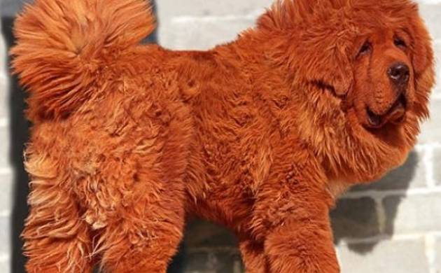 most expensive dog ever sold        <h3 class=