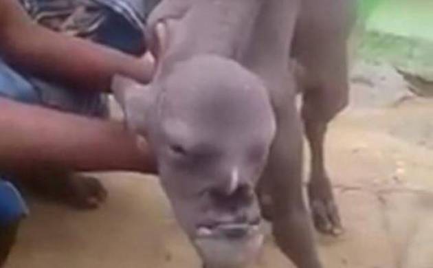 Goat with human-like face 'discovered in India', clip, images of bizarre animal go viral | Watch Video