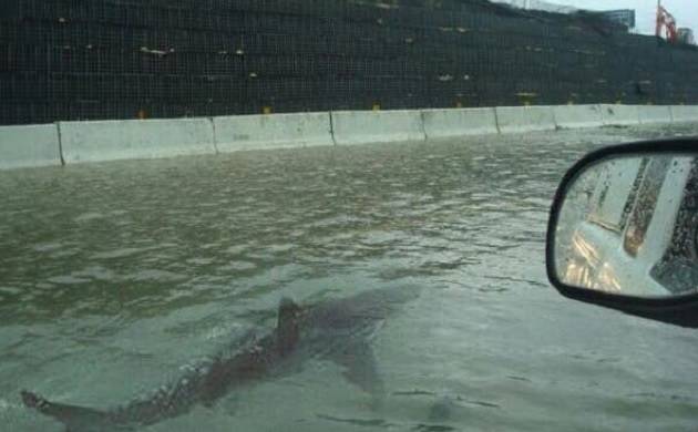 Hurricane Harvey hoax: Viral photo of shark swimming in Houston flood isn't real