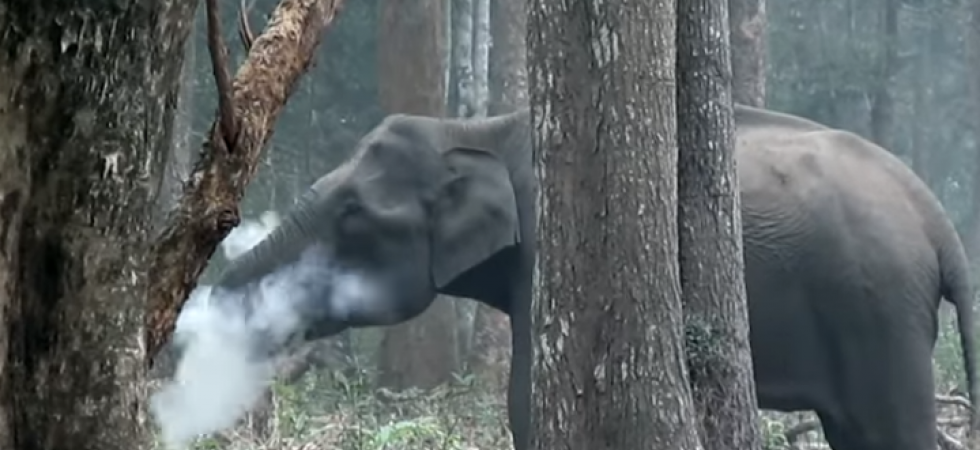 Wild elephant caught 'smoking' in Nagarhole National Park: Watch Video