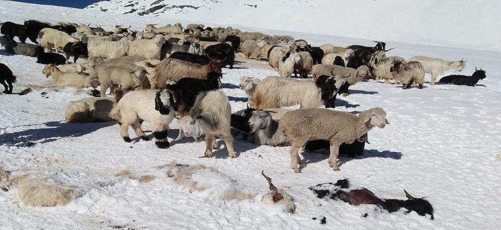 Himachal Pradesh: Shepherd dead, another 50 feared stranded due to snow in Kangra
