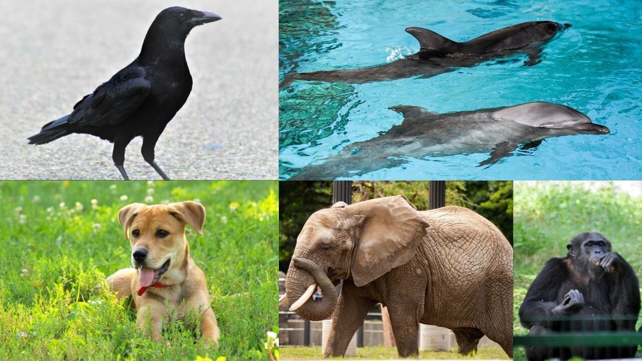 World Animal Day: 5 Most Intelligent Animals Who Never Fail To Amaze Us -  News Nation English