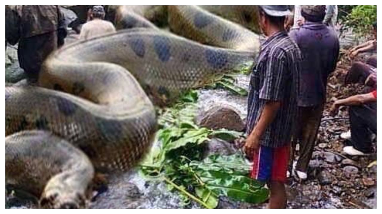 largest anaconda snake ever found