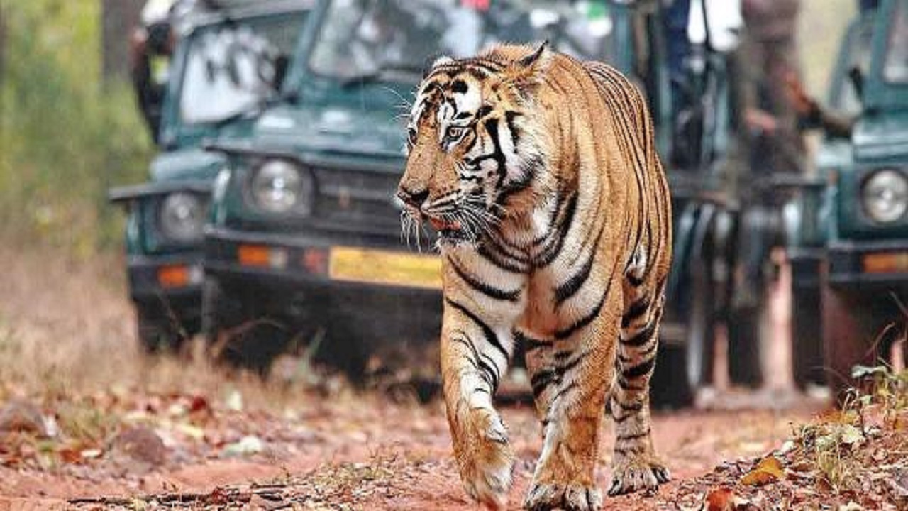26 Tigers Are Missing From Ranthambhore National Park, Claims BJP MP Diya Kumari
