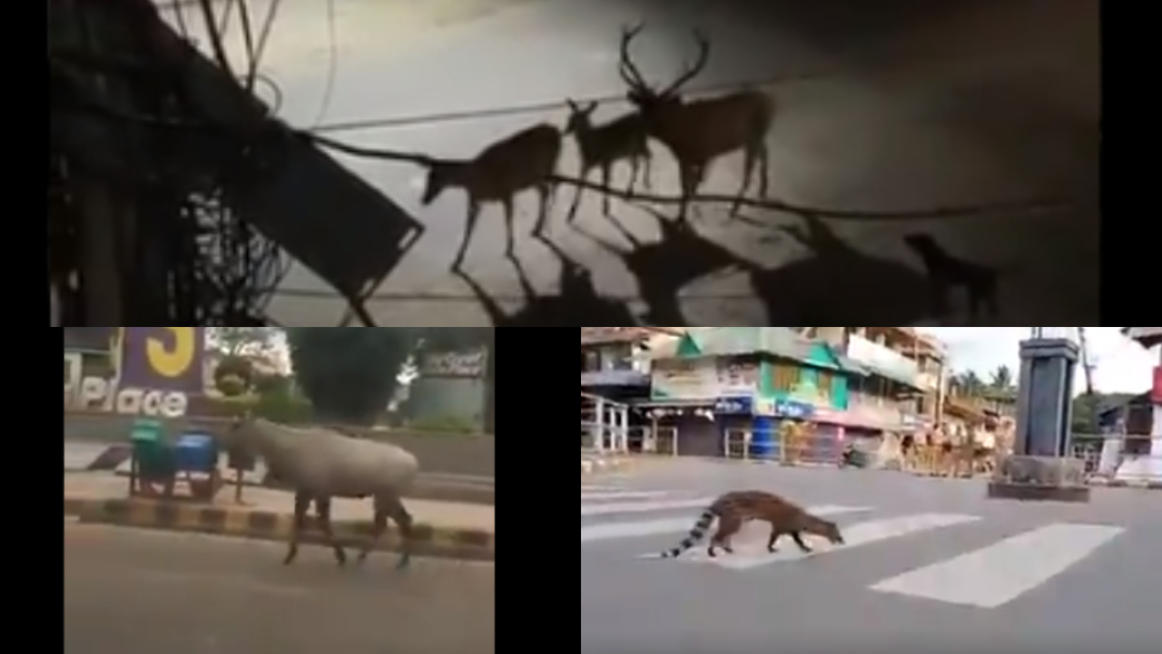 Nilgai Outside Mall, Deers On Road: Locked Down Cities' WILD Guests Amaze Twitter