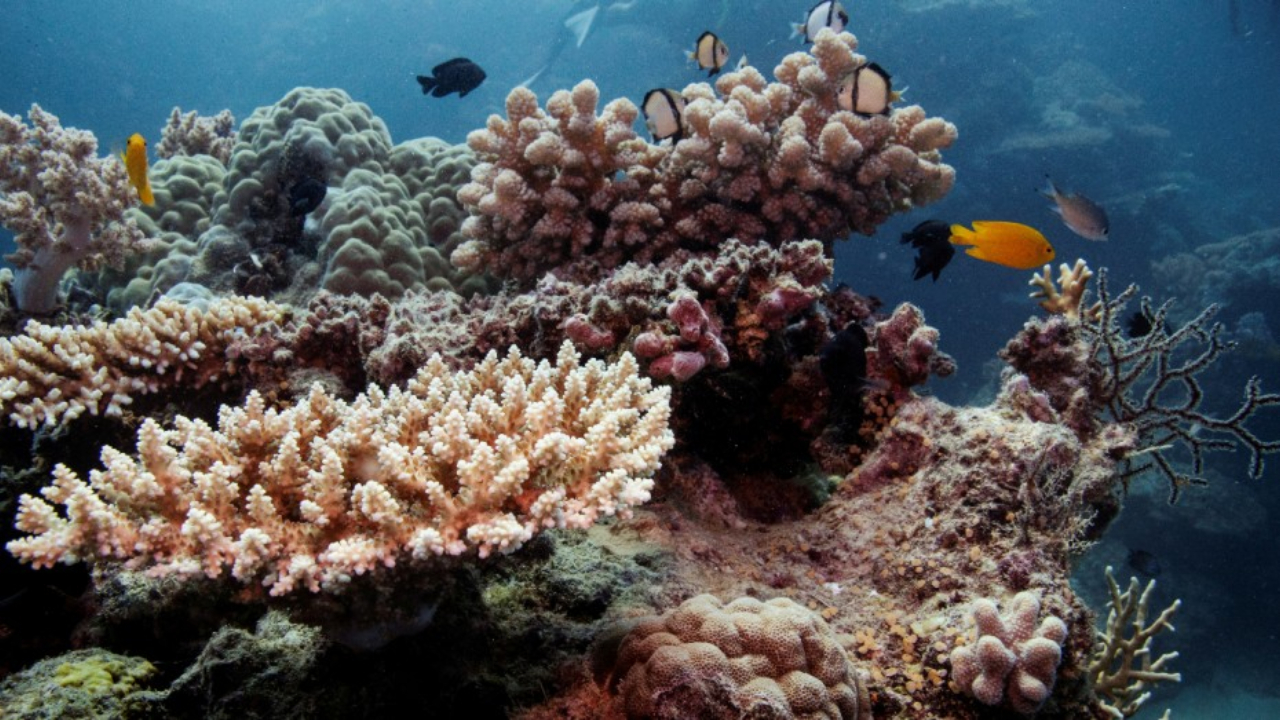 Australia's Great Barrier Reef Suffers Worst-Ever Coral Bleaching, Say Scientists