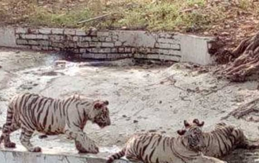 Panther trapped in Rajasthan's Alwar, sent to Jaipur zoo - News Nation  English